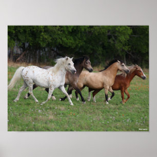 Bob Langrish   Four Ponies Running Together Poster