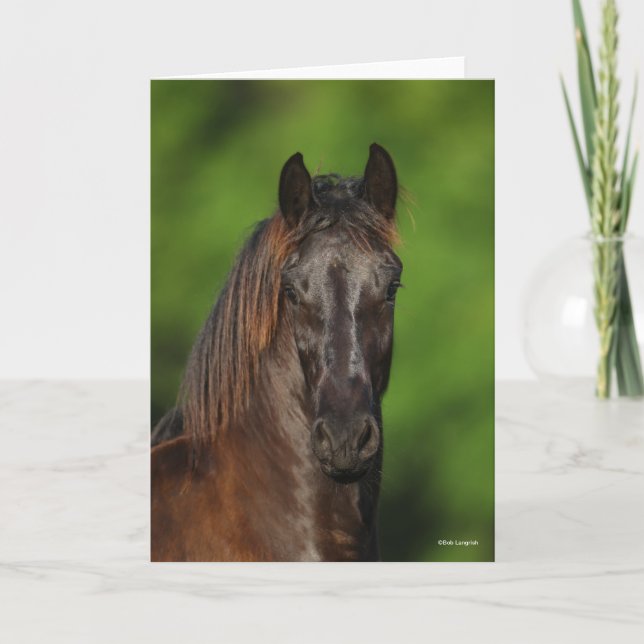 Bob Langrish | Friesian Horse Headshot Karte (Vorderseite)