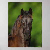 Bob Langrish | Friesian Horse Headshot
