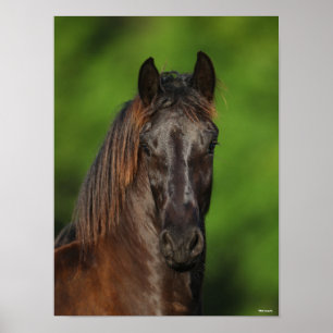 Bob Langrish   Friesian Horse Headshot Poster