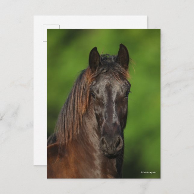 Bob Langrish | Friesian Horse Headshot Postkarte (Vorne/Hinten)
