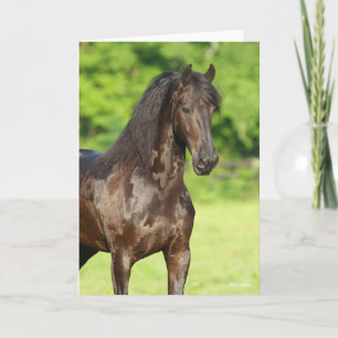 Bob Langrish Friesian Horse Stehend Headshot Karte