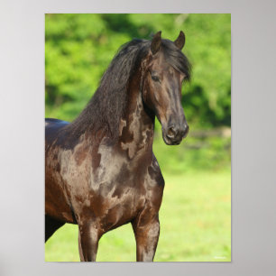 Bob Langrish   Friesian Horse Stehend Headshot Poster