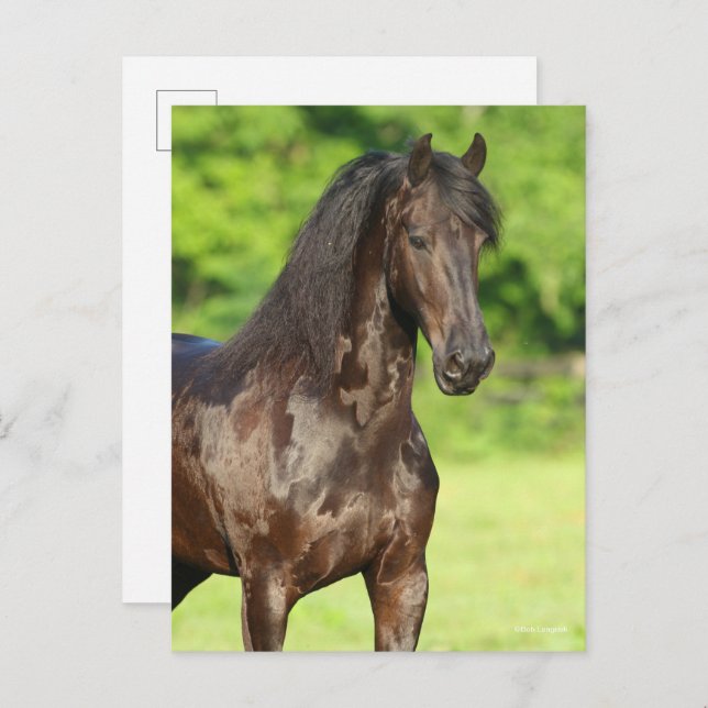 Bob Langrish | Friesian Horse Stehend Headshot Postkarte (Vorne/Hinten)