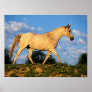 Bob Langrish   Grau Arab Walking Poster