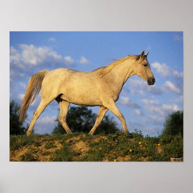 Bob Langrish | Grau Arab Walking Poster (Vorne)