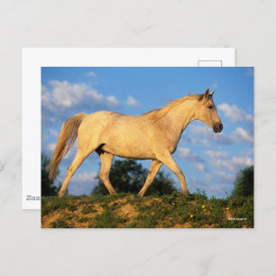 Bob Langrish   Grau Arab Walking Postkarte