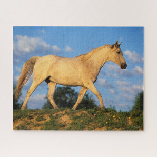 Bob Langrish   Grau Arab Walking Puzzle