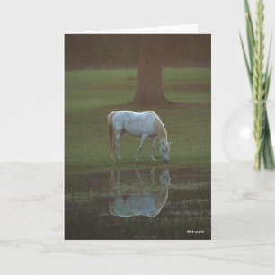 Bob Langrish   Grau-Arabische Grazing Water Reflec Karte