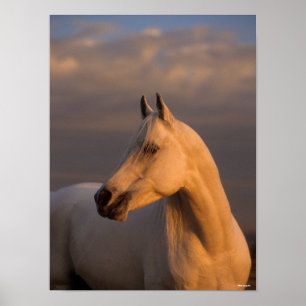 Bob Langrish   Grau-Arabischer Headshot-Abend Poster