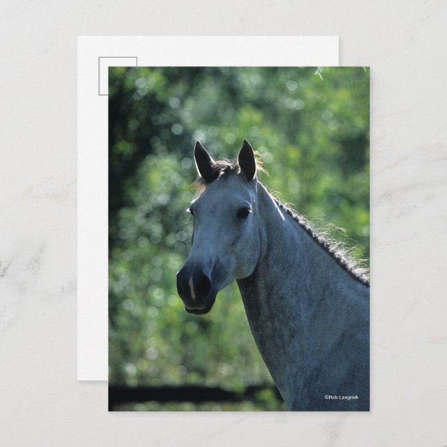 Bob Langrish Grau Niederländisch Warmblut Kopfsonn Postkarte (Vorne/Hinten)