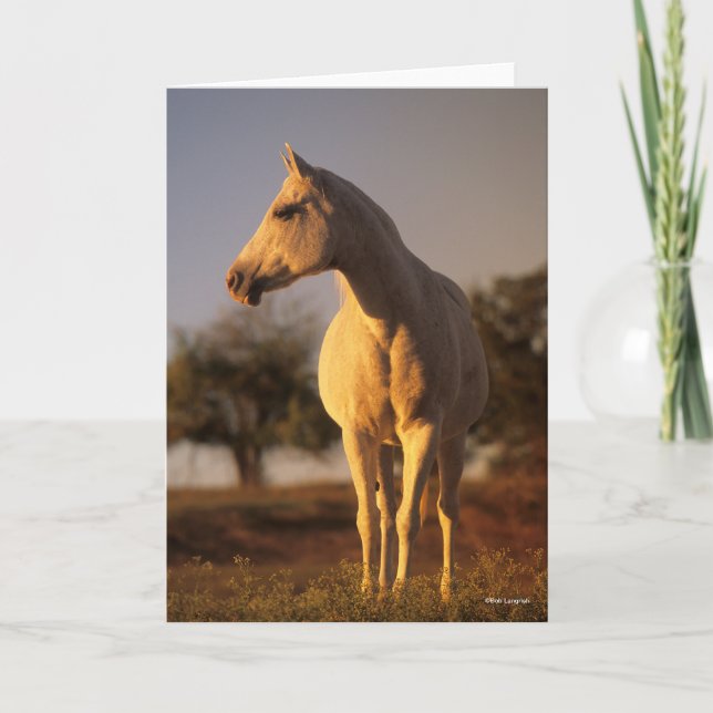 Bob Langrish | Grauarabisch Stehend Karte (Vorderseite)