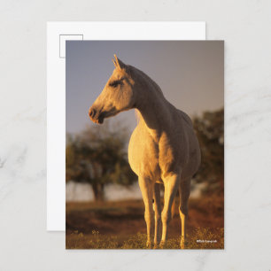 Bob Langrish   Grauarabisch Stehend Postkarte