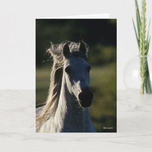 Bob Langrish Graue andalusische Headshot Backlit Karte