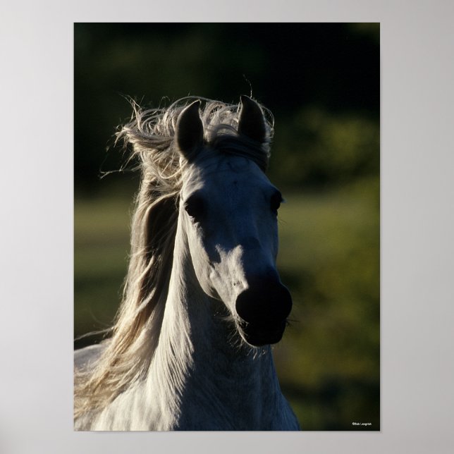 Bob Langrish | Graue andalusische Headshot Backlit Poster (Vorne)