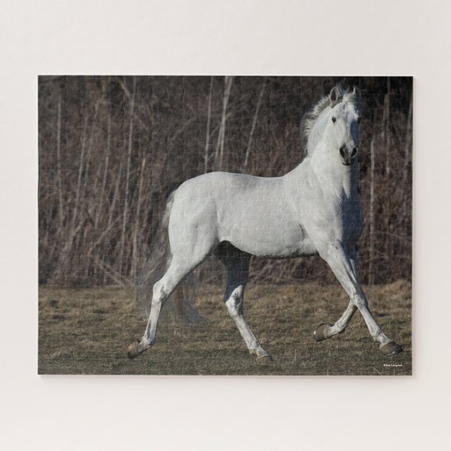 Bob Langrish | Grauer andalusischer Hengst Wandern Puzzle (Horizontal)