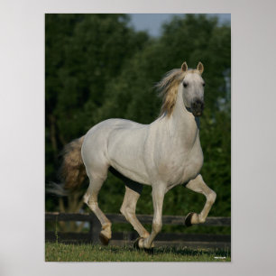 Bob Langrish   Grauer andalusischer Running Poster