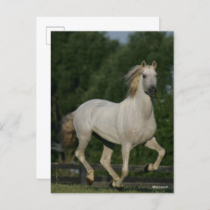 Bob Langrish   Grauer andalusischer Running Postkarte