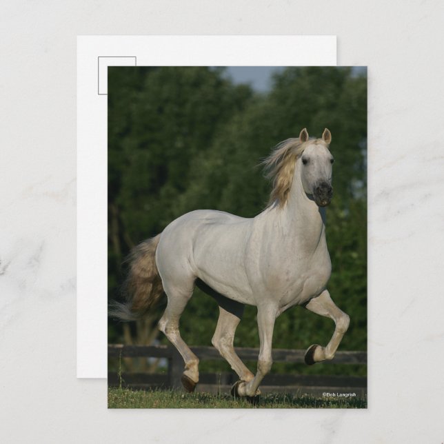 Bob Langrish | Grauer andalusischer Running Postkarte (Vorne/Hinten)