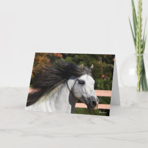 Bob Langrish   Grauer andalusischer Stallion Heads Karte