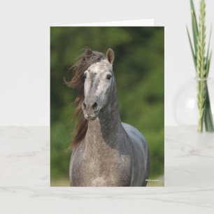 Bob Langrish   Grauer andalusischer Stallion Heads Karte
