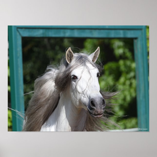 Bob Langrish | Grauer andalusischer Stallion Heads Poster (Vorne)