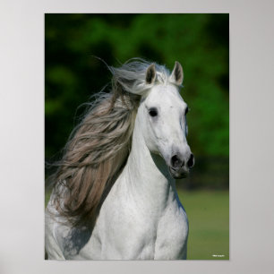 Bob Langrish   Grauer andalusischer Stallion Heads Poster