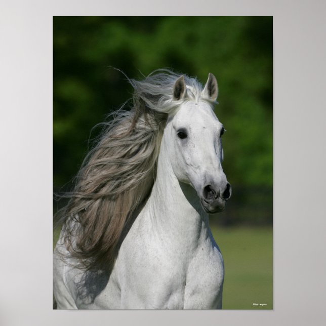 Bob Langrish | Grauer andalusischer Stallion-Heads Poster (Vorne)