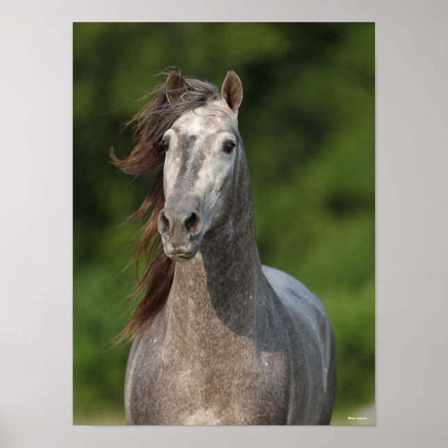 Bob Langrish | Grauer andalusischer Stallion Heads Poster (Vorne)