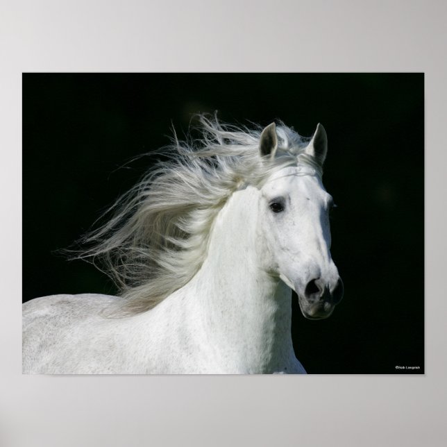 Bob Langrish | Grauer andalusischer Stallion Heads Poster (Vorne)