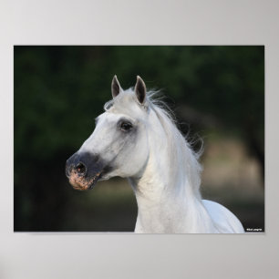 Bob Langrish Grauer andalusischer Stallion Heads Poster