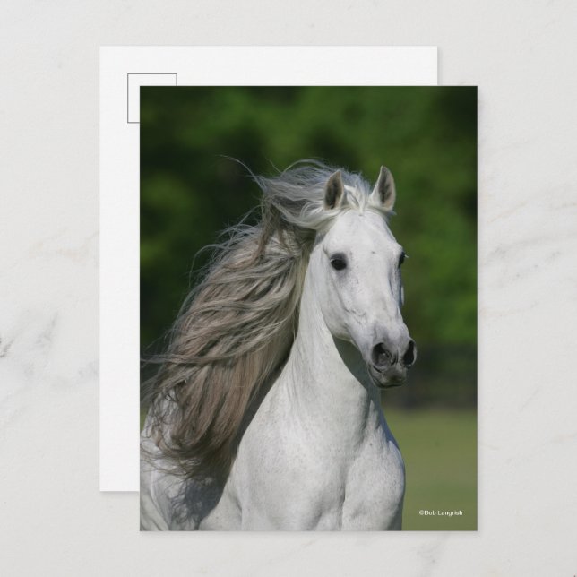 Bob Langrish | Grauer andalusischer Stallion Heads Postkarte (Vorne/Hinten)