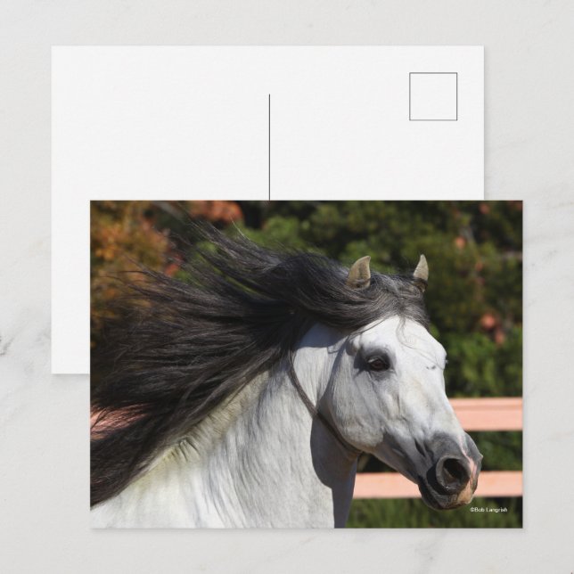 Bob Langrish | Grauer andalusischer Stallion Heads Postkarte (Vorne/Hinten)