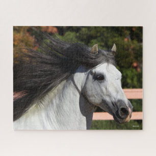 Bob Langrish   Grauer andalusischer Stallion Heads Puzzle