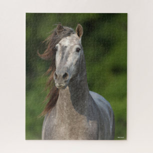 Bob Langrish   Grauer andalusischer Stallion Heads Puzzle