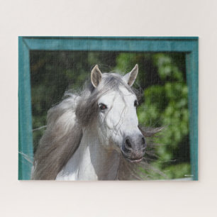 Bob Langrish   Grauer andalusischer Stallion Heads Puzzle