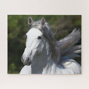 Bob Langrish   Grauer andalusischer Stallion Heads Puzzle