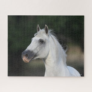 Bob Langrish   Grauer andalusischer Stallion Heads Puzzle