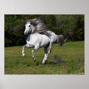 Bob Langrish Grauer andalusischer Stallion Runni Poster