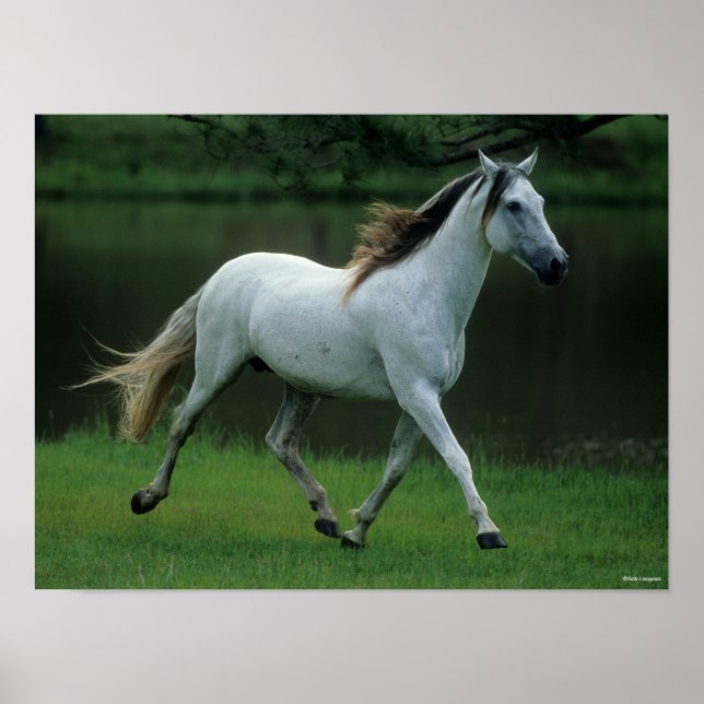 Bob Langrish | Grauer andalusischer Stallion Runni Poster (Vorne)