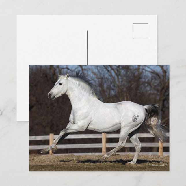 Bob Langrish | Grauer andalusischer Stallion Runni Postkarte (Vorne/Hinten)