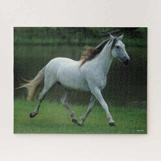 Bob Langrish | Grauer andalusischer Stallion Runni Puzzle (Horizontal)