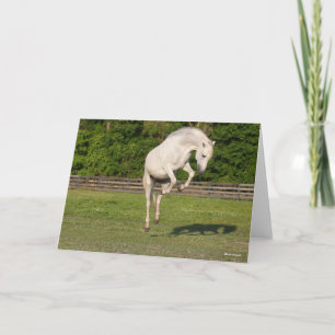 Bob Langrish   Grauer andalusischer Stallion sprin Karte