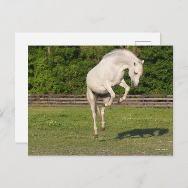 Bob Langrish | Grauer andalusischer Stallion sprin Postkarte (Vorne/Hinten)