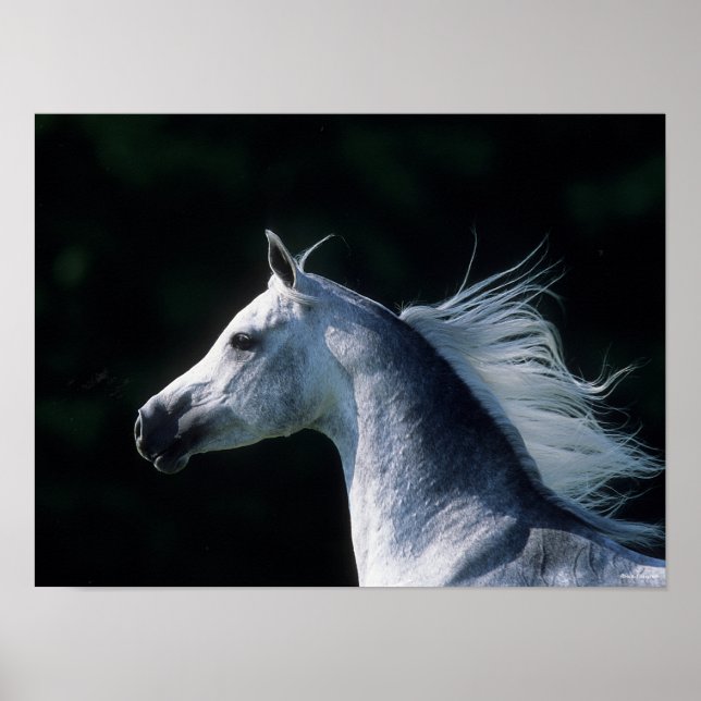 Bob Langrish | Grauer arabischer Headshot 3 Poster (Vorne)