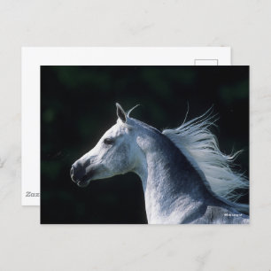 Bob Langrish   Grauer arabischer Headshot 3 Postkarte