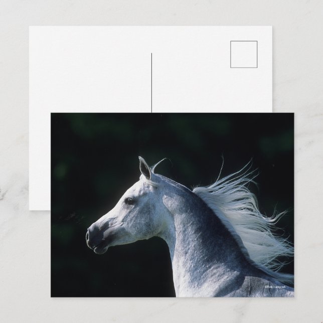 Bob Langrish | Grauer arabischer Headshot 3 Postkarte (Vorne/Hinten)