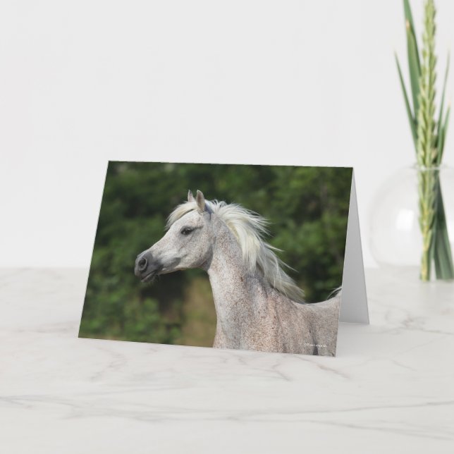 Bob Langrish | Grauer arabischer Headshot Karte (Vorderseite)