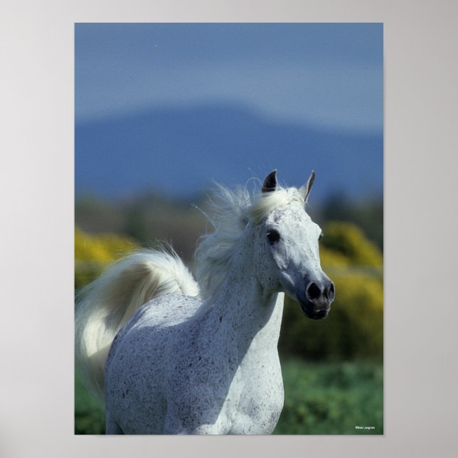 Bob Langrish | Grauer arabischer Headshot Poster (Vorne)