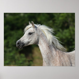 Bob Langrish   Grauer arabischer Headshot Poster